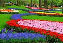Keukenhof